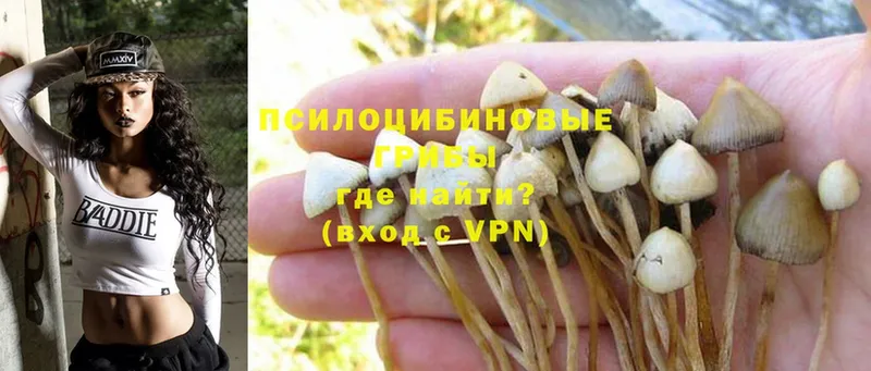 Галлюциногенные грибы Psilocybine cubensis Малоярославец